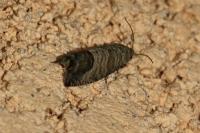 Cydia pomonella
