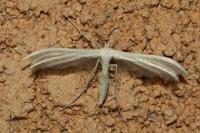 Pterophorus pentadactylus