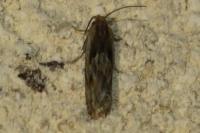 Eucosma gr. cana