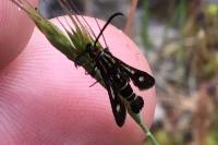 Chamaesphecia nigrifrons