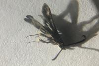 Chamaesphecia nigrifrons