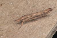 Ypsolopha ustella