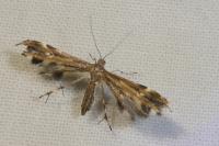 Pselnophorus heterodactylus