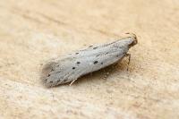 Athrips mouffetella