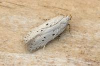 Athrips mouffetella