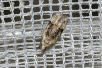 Altenia scriptella