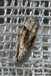 Altenia scriptella