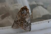 Cossus cossus