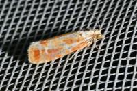 Rhyacionia buoliana