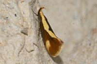Harpella forficella
