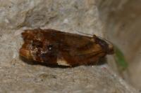 Ditula angustiorana