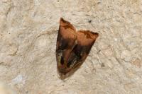 Archips podana