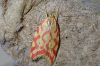 Hypercallia citrinalis