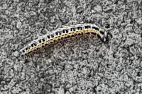 Ethmia bipunctella