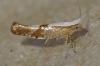 Argyresthia pruniella
