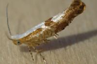 Argyresthia pruniella