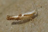 Argyresthia pruniella