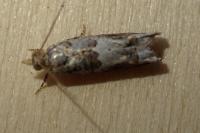 Crocidosema plebejana