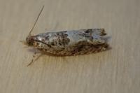 Crocidosema plebejana