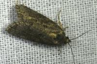 Cnephasia
