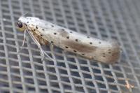 Yponomeuta irrorella