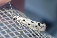 Ethmia dodecea