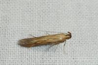 Metzneria neuropterella