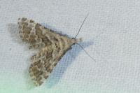 Alucita grammodactyla