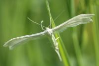 Pterophorus pentadactylus
