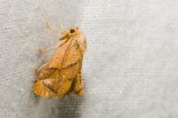 Apoda limacodes