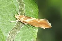 Metalampra