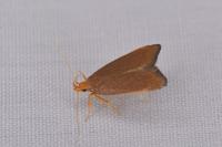 Eurodachtha pallicornella