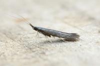 Coleophora albitarsella