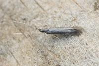 Coleophora albitarsella