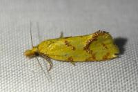 Agapeta hamana