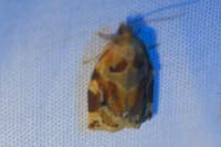 Archips xylosteana