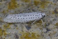 Yponomeuta evonymella