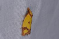 Agapeta zoegana
