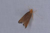 Eurodachtha pallicornella