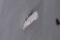 Niphonympha dealbatella