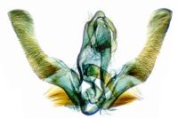 Eudemis porphyrana