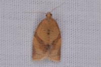 Clepsis consimilana