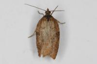 Acleris