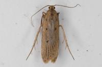 Acompsia antirrhinella/tripunctella