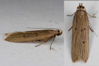 Acompsia antirrhinella/tripunctella