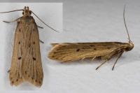 Acompsia antirrhinella/tripunctella