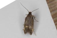 Borkhausenia minutella