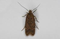 Bryotropha