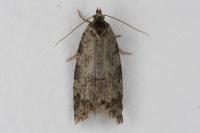 Cnephasia