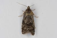 Cnephasia
